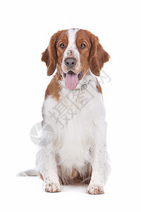 斯普林格 Spaniel棕色英语犬类猎犬哺乳动物工作室家畜猎人白色脊椎动物图片