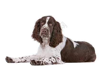 斯普林格 Spaniel哺乳动物工作室脊椎动物犬类宠物家畜动物英语白色棕色图片