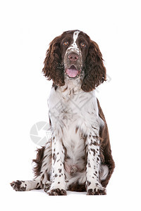 斯普林格 Spaniel猎人动物家畜脊椎动物犬类棕色英语白色宠物工作室图片