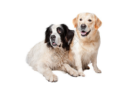 Landseer狗和一个拉布拉多检索器家畜犬类夫妻猎犬哺乳动物宠物动物图片