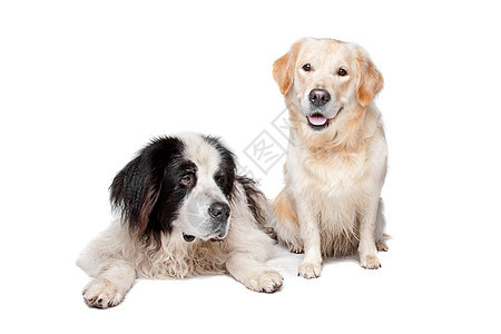 Landseer狗和一个拉布拉多检索器宠物哺乳动物家畜夫妻猎犬动物犬类图片
