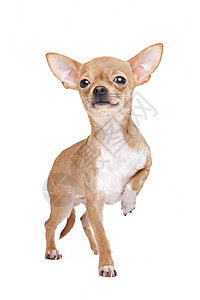 微型吉娃娃褐色哺乳动物动物家畜犬类白色短发宠物棕色图片