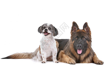 德国牧羊人和混种狗宠物警卫犬类棕色朋友家畜长发工作室白色动物图片