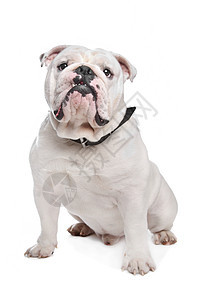 英国公牛犬家畜宠物动物白色斗牛犬工作室犬类英语哺乳动物皱纹图片
