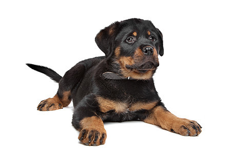 小狗宠物哺乳动物工作室白色黑色棕色纯种狗棕褐色动物犬类图片