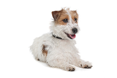 杰克罗塞尔泰瑞尔犬类白色动物短腿家畜棕色猎犬图片