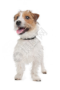 杰克罗塞尔泰瑞尔动物犬类短腿棕色猎犬白色家畜图片