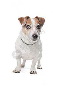 杰克罗塞尔泰瑞尔猎犬犬类家畜棕色短腿动物白色图片