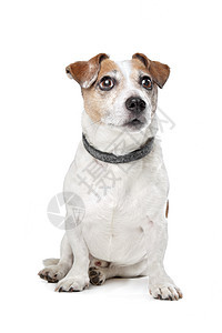 杰克罗塞尔泰瑞尔白色棕色短腿家畜犬类猎犬动物图片