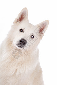 白白牧狗动物工作室家畜肖像白色宠物牧羊犬犬类牧羊人图片