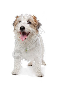 杰克罗塞尔泰瑞尔动物猎犬白色短腿犬类棕色家畜图片