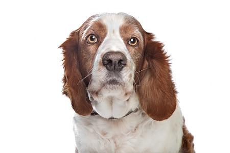 威尔士斯普林格 Spaniel犬类工作室动物家畜猎犬哺乳动物宠物图片