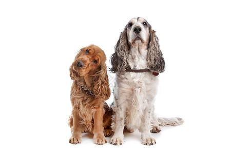 两只英式狗卡犬哺乳动物英语家畜宠物犬类工作室动物猎犬棕色图片