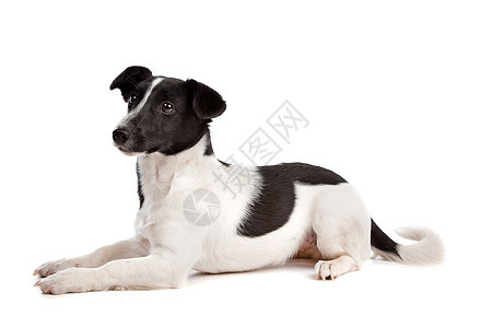 杰克罗塞尔泰瑞尔宠物家畜白色短发哺乳动物棕色工作室动物猎犬短腿图片