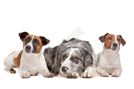 两只杰克鲁塞尔泰瑞尔狗和一头边境小山羊短发短腿团体工作室家畜宠物哺乳动物猎犬白色动物图片