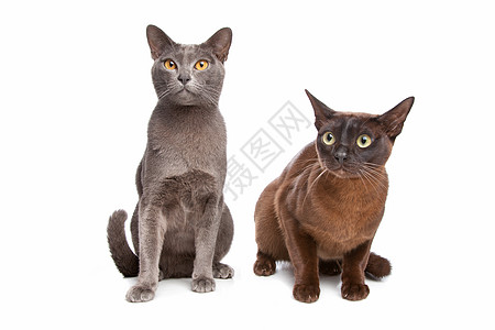 两只缅甸猫猫科动物短发宠物眼睛小猫爪子头发棕色毛皮工作室图片