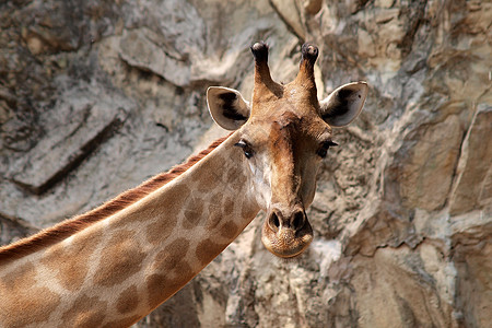 泰国曼谷Dusit动物园的Giraffe图片