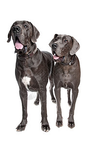 两只灰色的丹麦狗家养狗家畜宠物工作室白色哺乳动物主题动物水平友谊图片