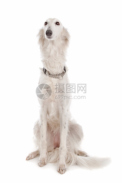 丝绸风猎犬哺乳动物白色犬类动物工作室图片