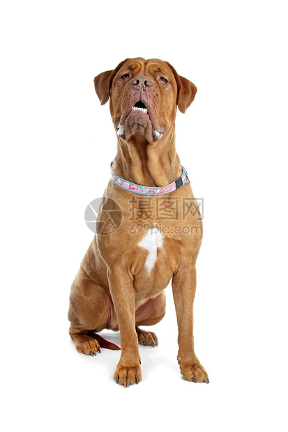 波尔多狗或法国马斯特夫宠物白色棕色犬类动物家养獒犬工作室纯种图片