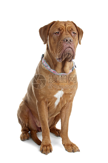 波尔多狗或法国马斯特夫白色棕色獒犬纯种家养宠物犬类动物工作室图片
