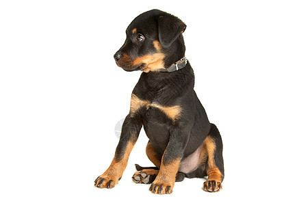 洛特韦勒小狗棕色白色黑色工作室动物哺乳动物犬类纯种狗图片