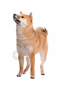 白背景面前的西叶拔因纽狗小草丛红色动物小型犬宠物猎狗哺乳动物犬类柴犬图片