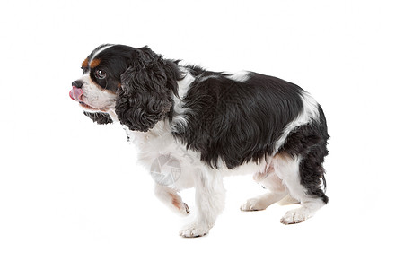 查尔斯斯帕尼尔国王狗长发警报纯品种骑士哺乳动物宠物猎犬动物颜色玩具图片