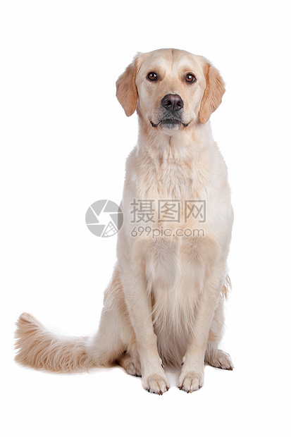 拉布拉多检索宠物白色动物犬类哺乳动物猎犬图片