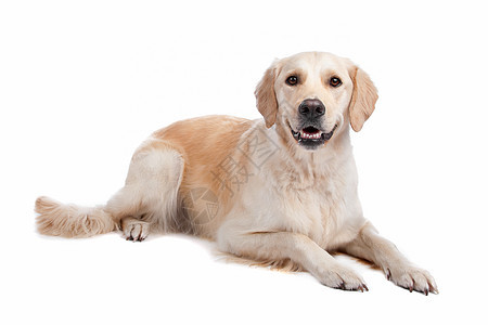 拉布拉多检索宠物哺乳动物犬类动物猎犬白色图片