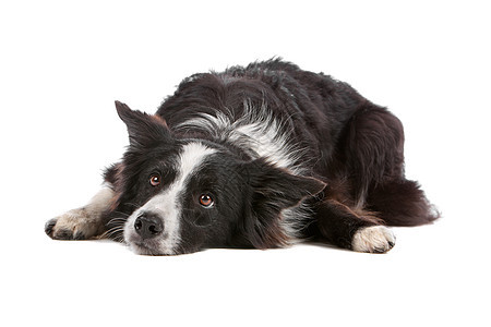 边境牧羊犬脊椎动物牧羊犬白色纯种狗家畜动物牧羊人犬类羊犬哺乳动物图片