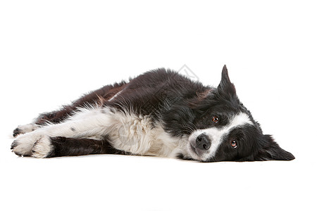 边境牧羊犬羊犬脊椎动物牧羊人牧羊犬家畜哺乳动物白色动物纯种狗犬类图片