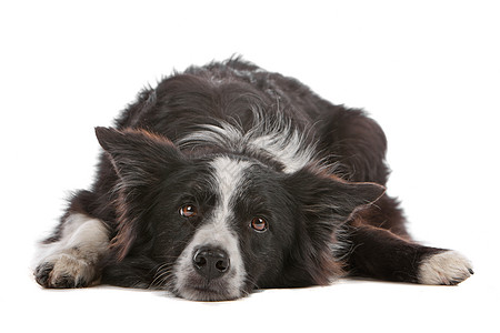 边境牧羊犬哺乳动物家畜牧羊人牧羊犬犬类动物脊椎动物白色羊犬纯种狗图片