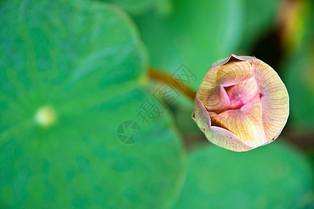 水百里热带紫色若虫野花植物反射花瓣荷花蓝色漂浮图片
