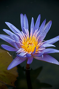 水百里植物反射情调野花热带紫色公园水池宏观蓝色图片
