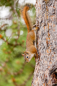 好奇可爱的美国红松鼠爬树松树尾巴哺乳动物树干鲇鱼公园后院毛皮森林厚脸图片
