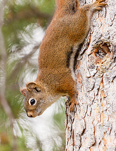 好奇可爱的美国红松鼠爬树公园厚脸手表野生动物鲇鱼树干小动物尾巴毛皮动物图片