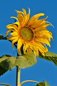 太阳花蓝色天空植物花瓣太阳向日葵图片
