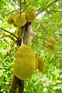 JK 水果绿色食物花园异国热带植物群健康菠萝蜜植物情调图片
