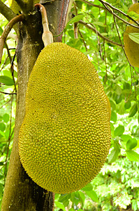 JK 水果异国热带食物植物群花园菠萝蜜健康植物情调黄色图片