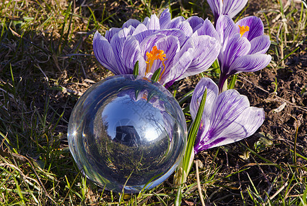 春晶球和晶球图片