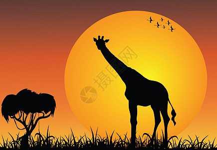 日出时非洲草原的法拉菲背景图片