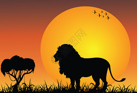 日出时的非洲狮子图片
