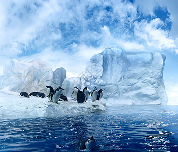 浮冰上企鹅环境冬天高清图片