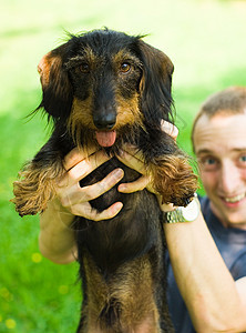 dachshund 被悬吊在高处图片