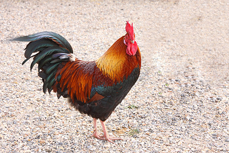 法国一个农场的美丽多彩的公鸡院子家禽家畜动物群翅膀母鸡荒野食物动物梳子图片