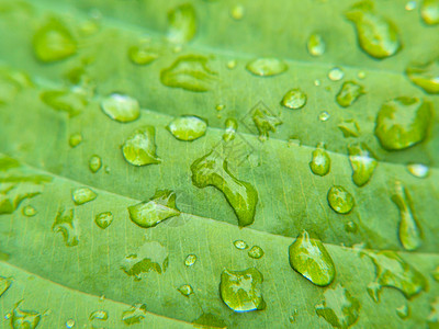 特写叶子上的小水滴水分绿色活力宏观雨滴植物群液体静脉湿度斑点背景图片