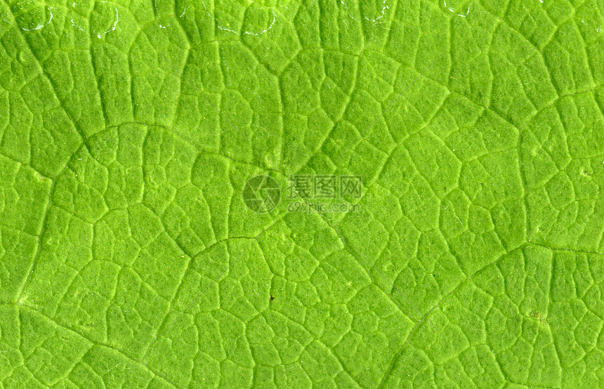 叶静脉紧闭环境居住院子卫生植被孵化绿色植物畜牧业草本植物草地图片