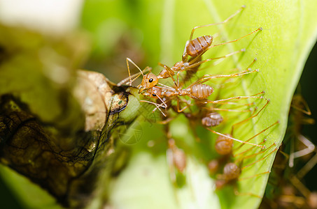 绿色性质的红蚂蚁团队合作红色漏洞昆虫工人水平生物橙子损害宏观野生动物图片