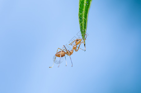 绿色性质的红蚂蚁探索漏洞集体红色宏观腰部工作旅行昆虫图片
